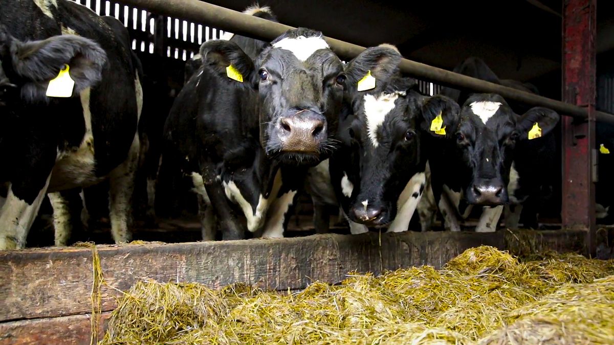 Cull cows: To the mart or factory?