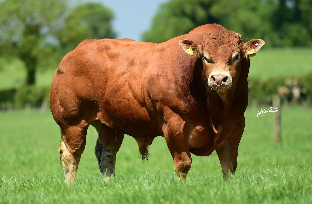 Thurles mart to host Limousin Society sale this Saturday