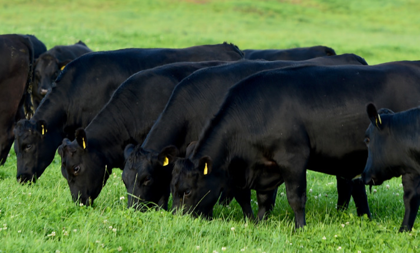 30c/kg Angus breed bonus confirmed for spring/summer - Agriland.ie