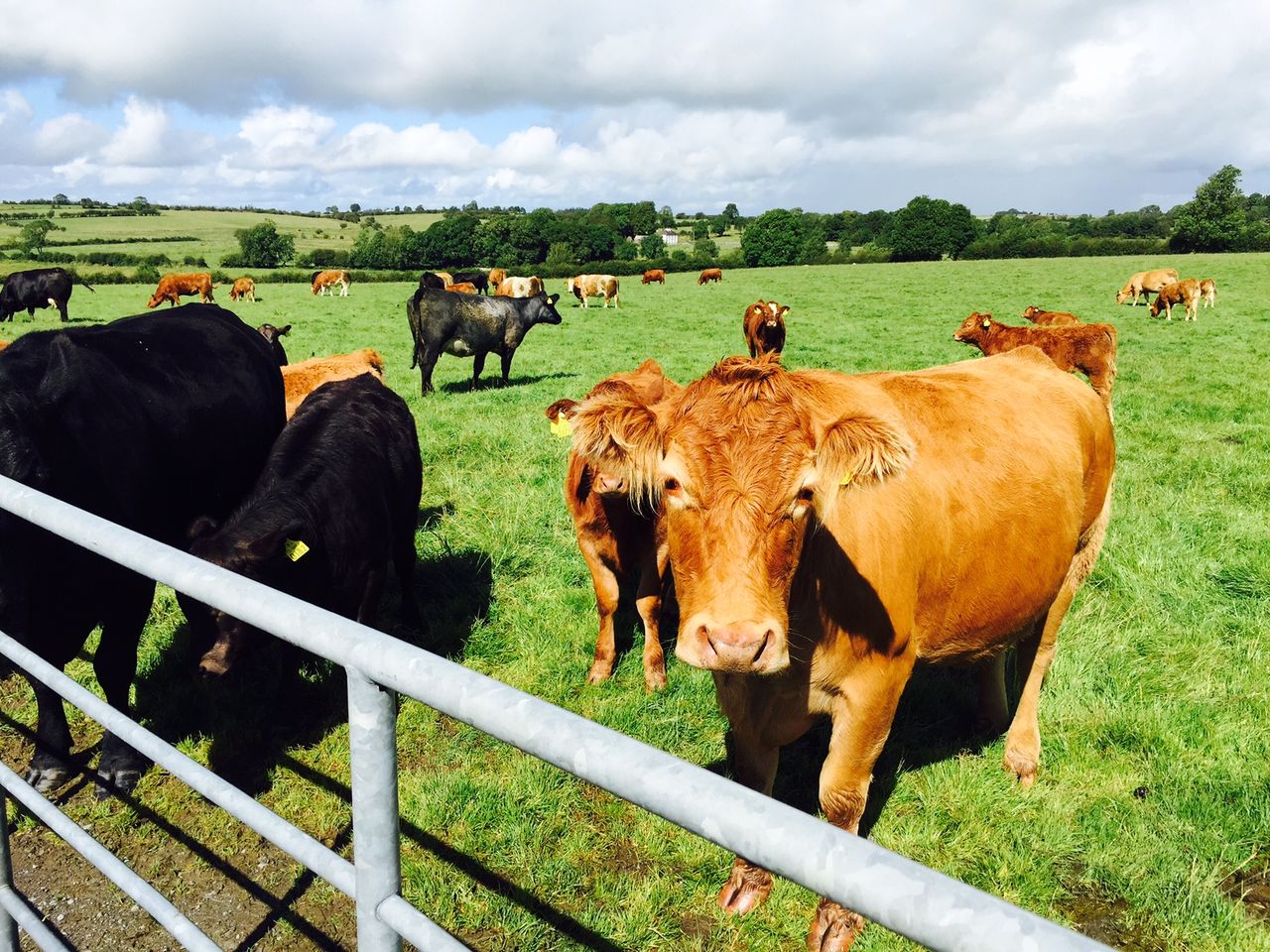 77% of farmers want more than one supplier of cattle tags to the state