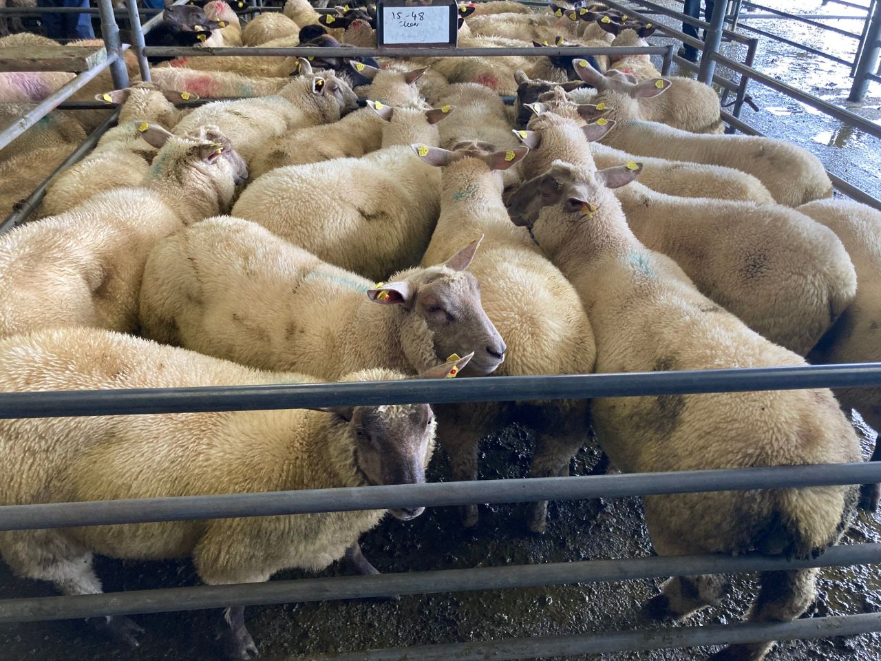 Sheep kill: Throughput remains steady