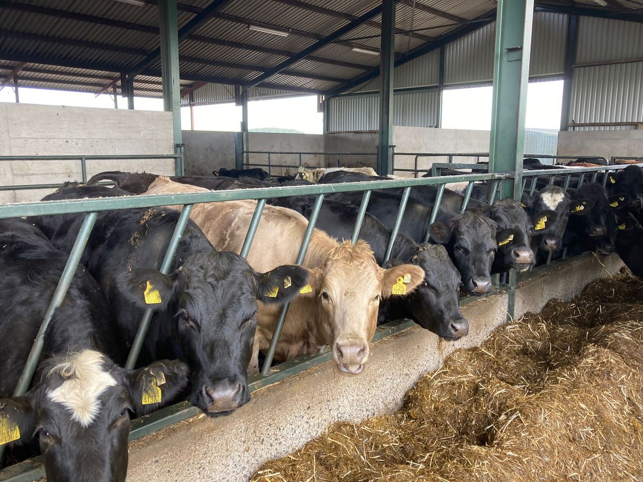 ABP Demo Farm: 78% of 2021-born heifers finished by October 1