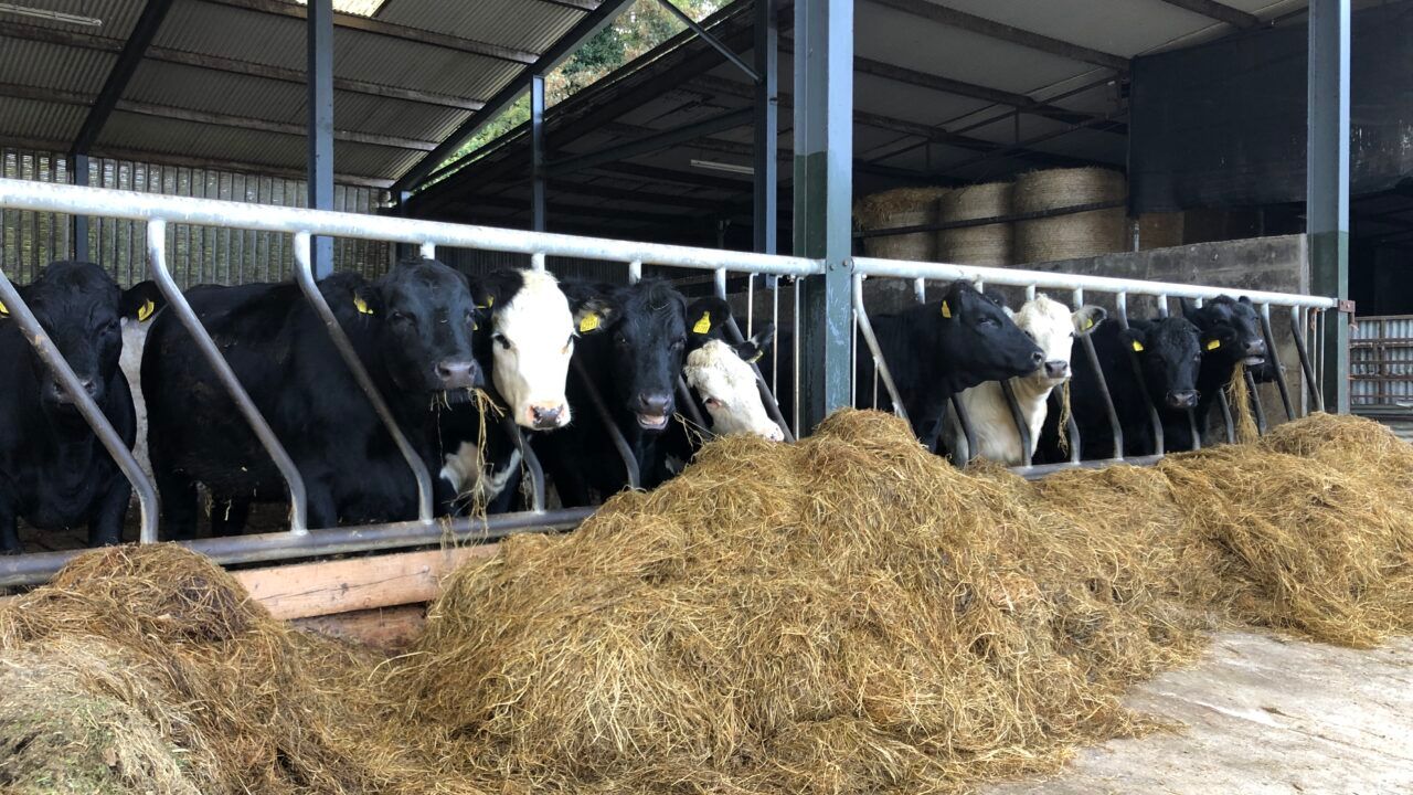 Factory quotes: Beef price continues in positive direction