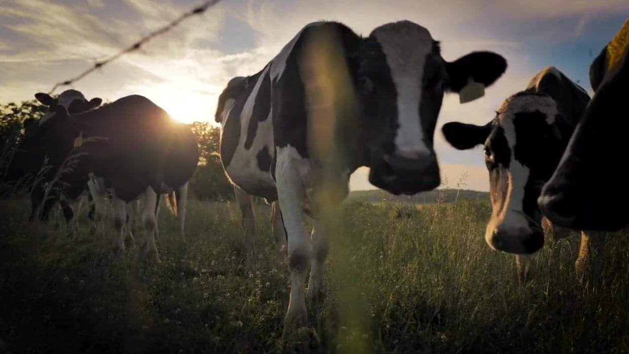 Bluetongue is a 'serious threat' to NI farms - UFU