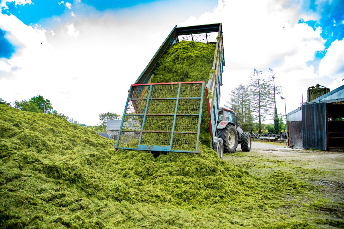Grass growth: Onwards and upwards from here