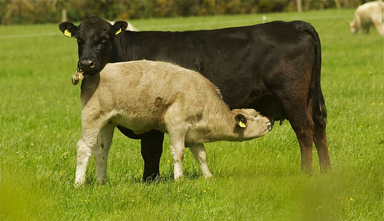 Beef Plan: 'Production reduction' measures 'hugely frustrating'