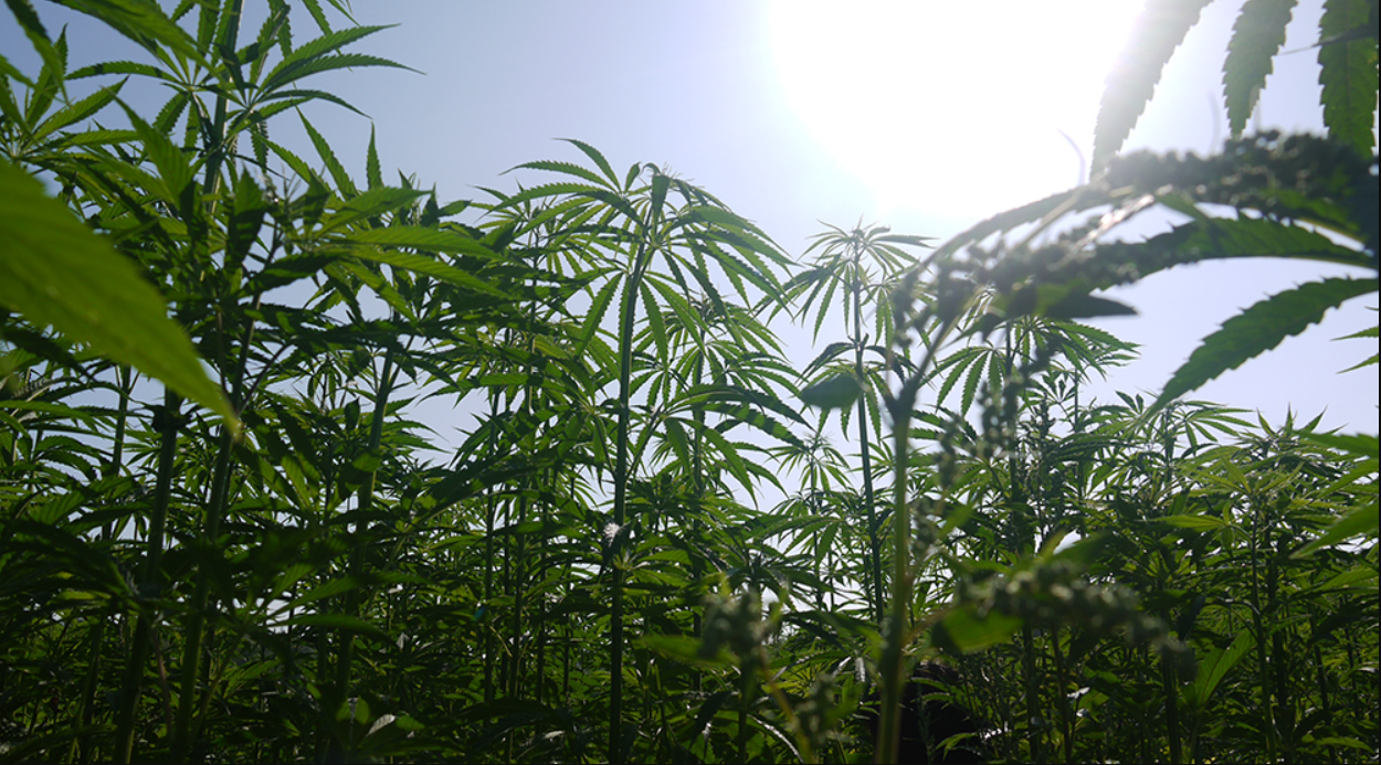 Hemp: Area sown drops by more than half since 2019
