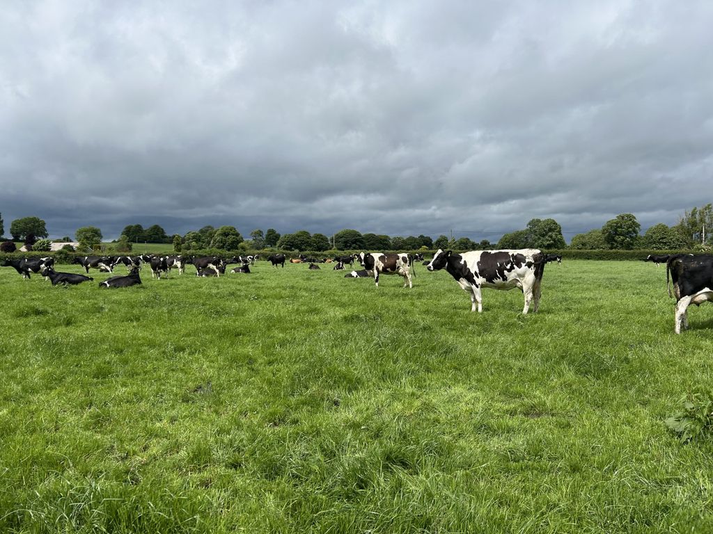 Mark Lonergan's cows out grazing
