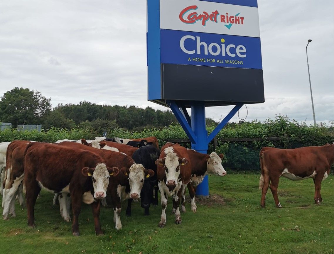 Shoppers corral loose heifers for an hour...in Naas carpark
