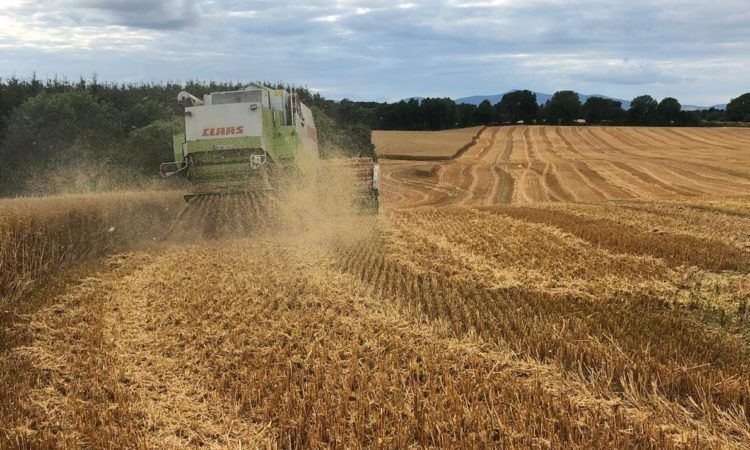 Chopping straw in difficult harvest conditions