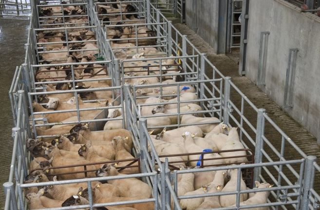 Sheep marts: Lamb trade eases over the bank holiday weekend