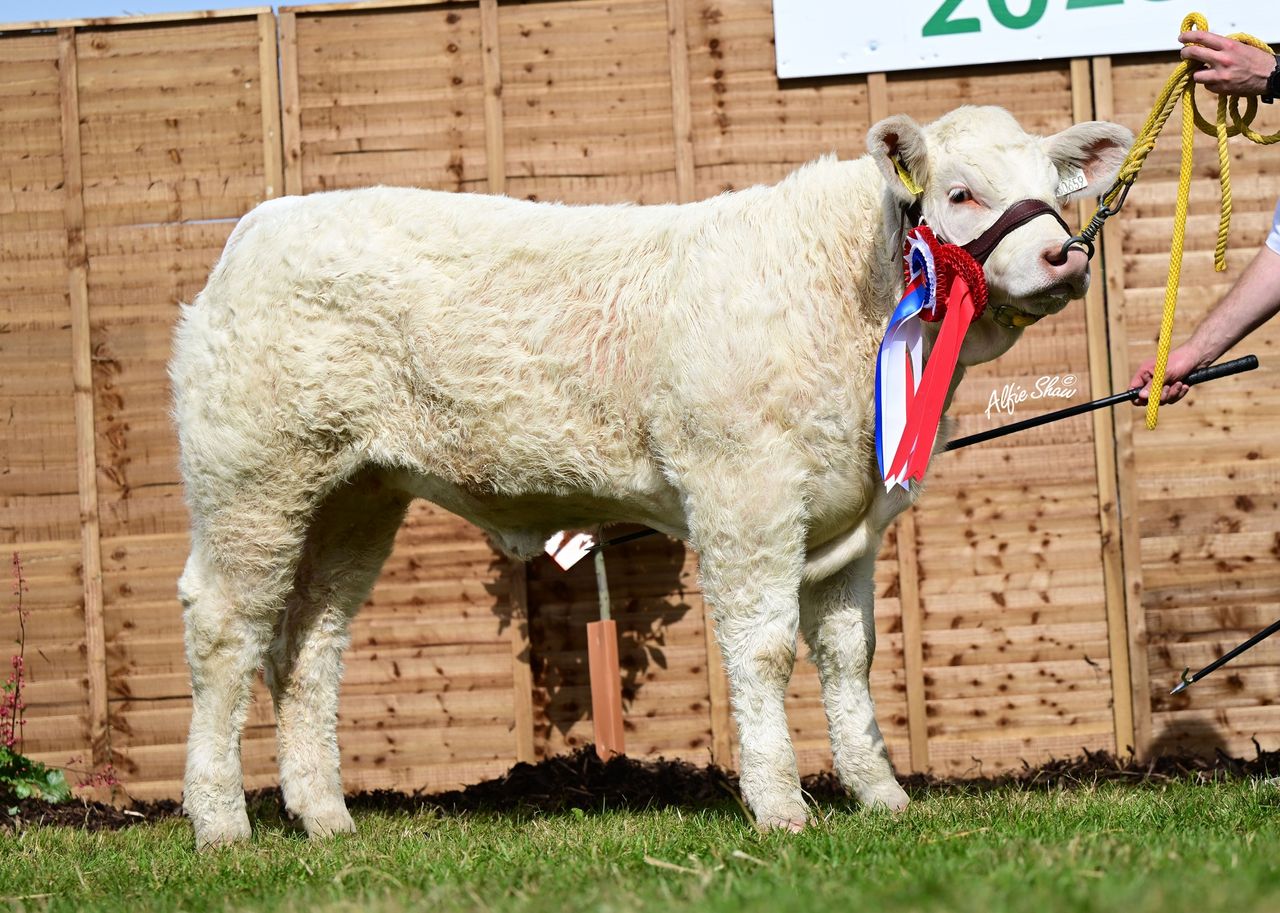 Top price of €15,400 for Charolais heifer in Goldstar online sale