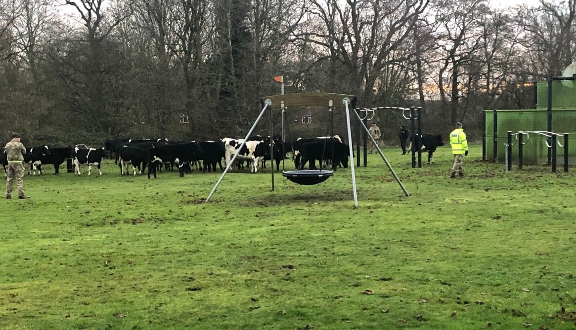 Bovine brigade: Herd of heifers 'invades' area of rural RAF base