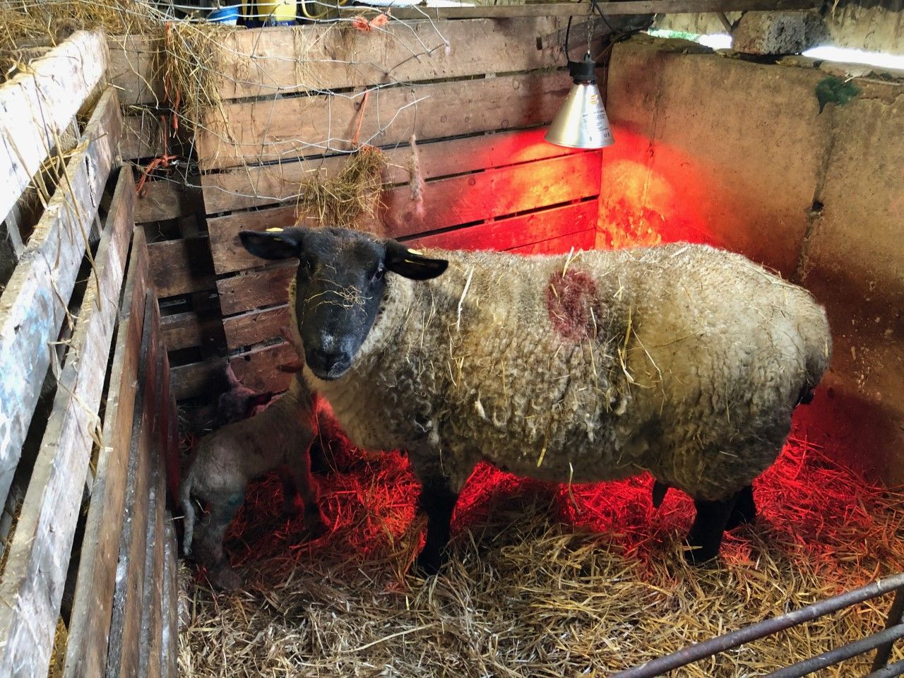 What lambing essentials do I need this spring?