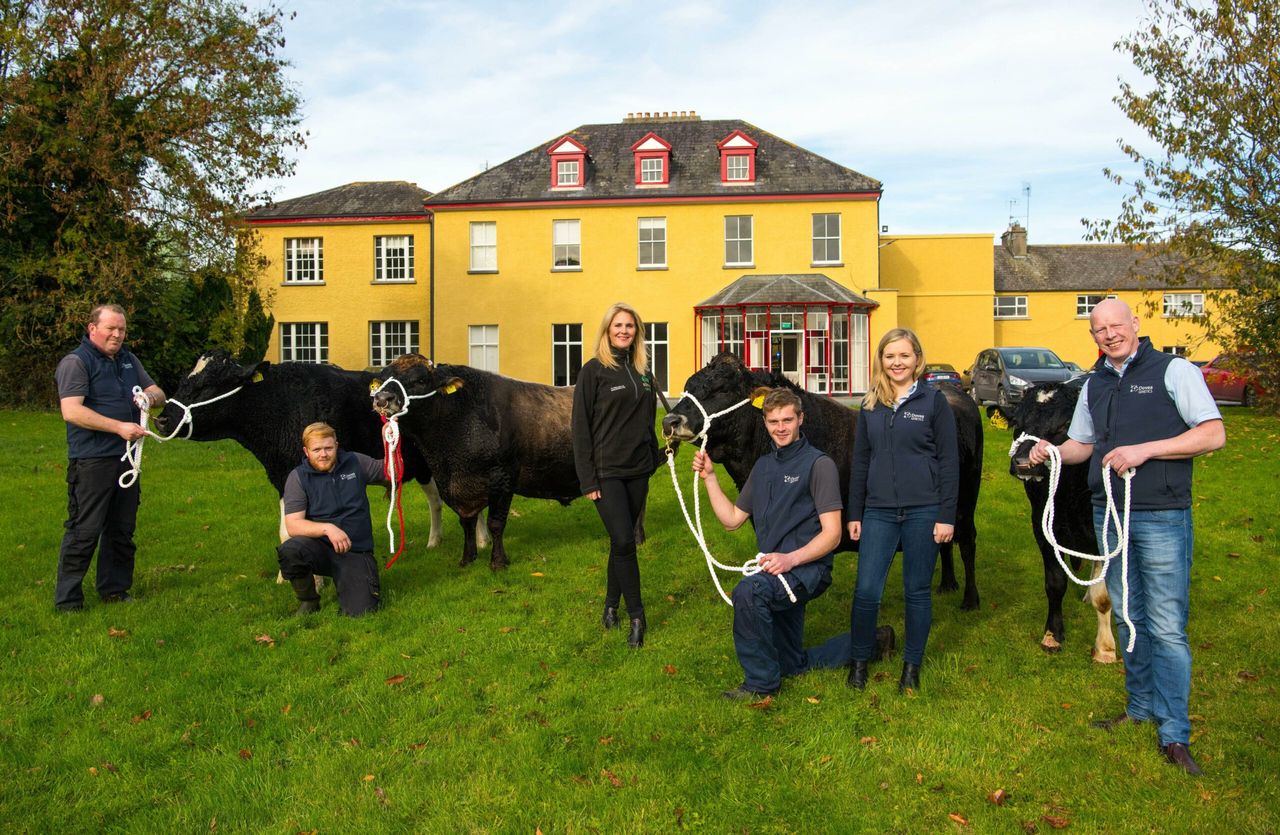 4 Irish bulls to participate in African nation's breeding programme