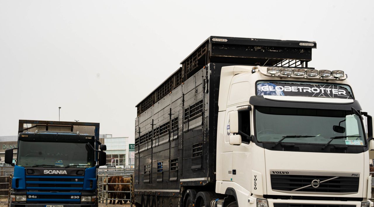 Cattle exporters confident trade can continue amidst challenges