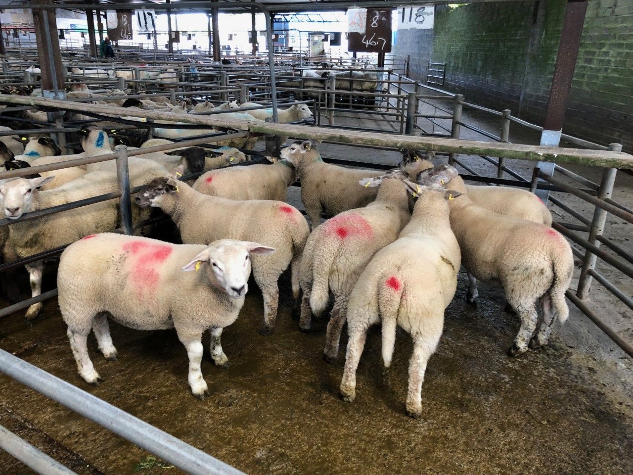 Sheep marts: Spring lambs top out at €127/head across most marts