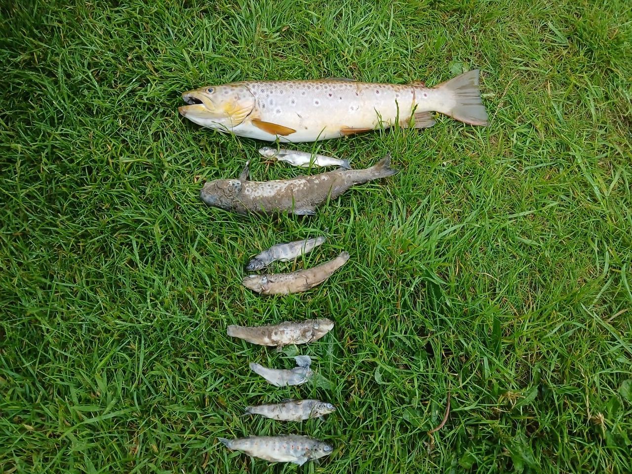 Dead fish recovered from the River Rye, Co. Kildare. Image source: IFI