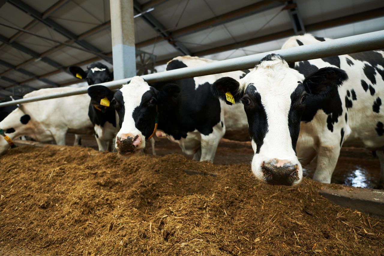 UK Dairy Carbon Network: Sharing insights to cut emissions