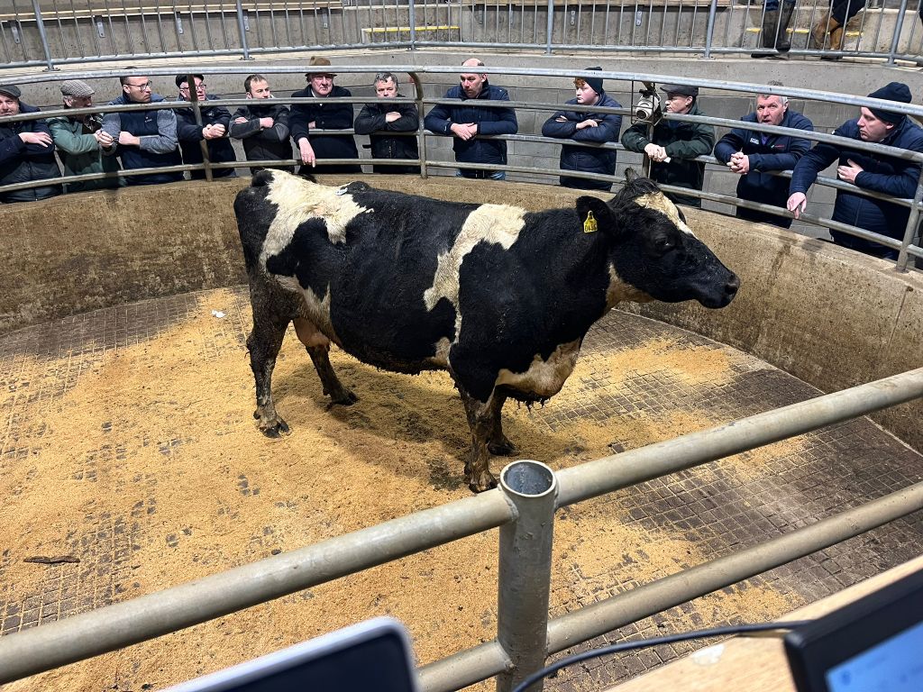 This 690kg Friesian cow sold for €1,250