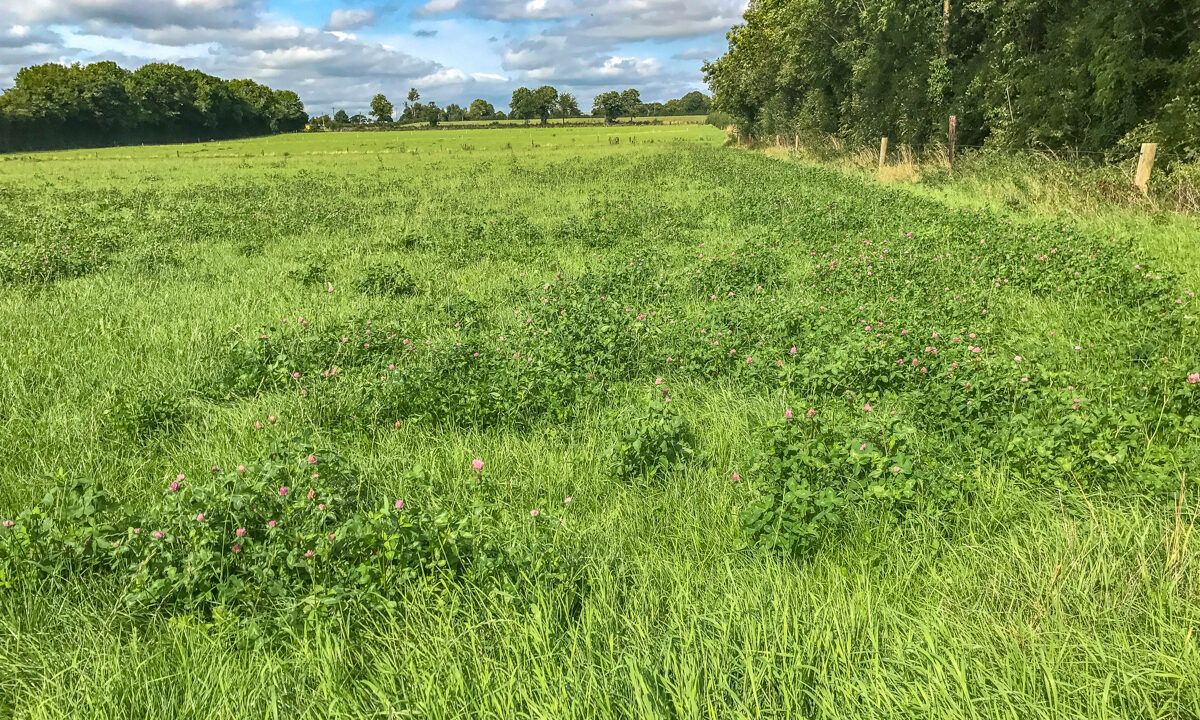 Red clover: Advice on benefits and management tips