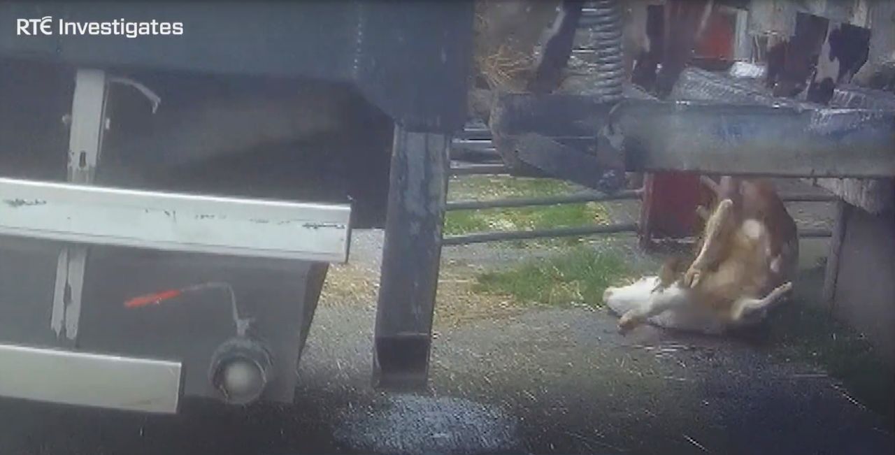 Random inspections at marts needed after RTÉ calf footage - MEP