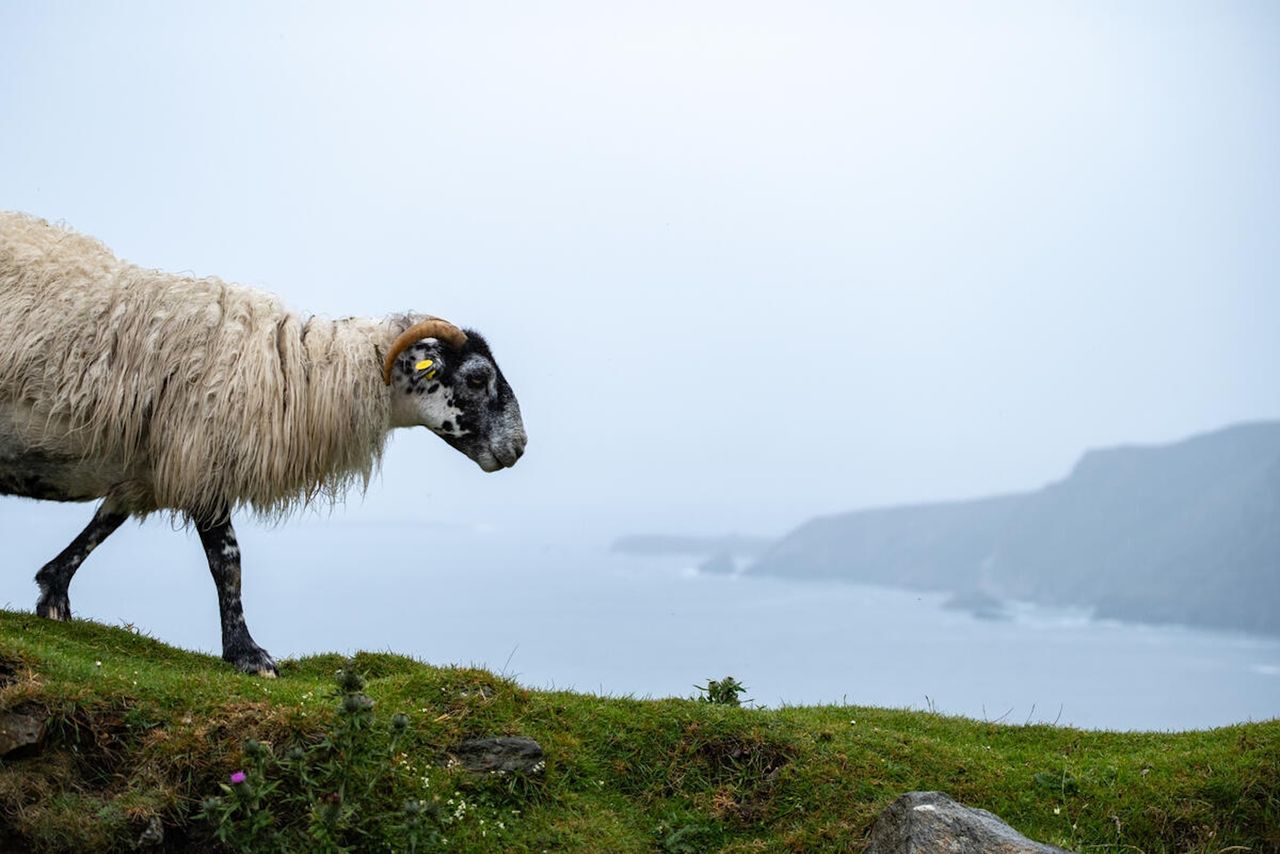 Producer group seeks organic sheep farmers to join