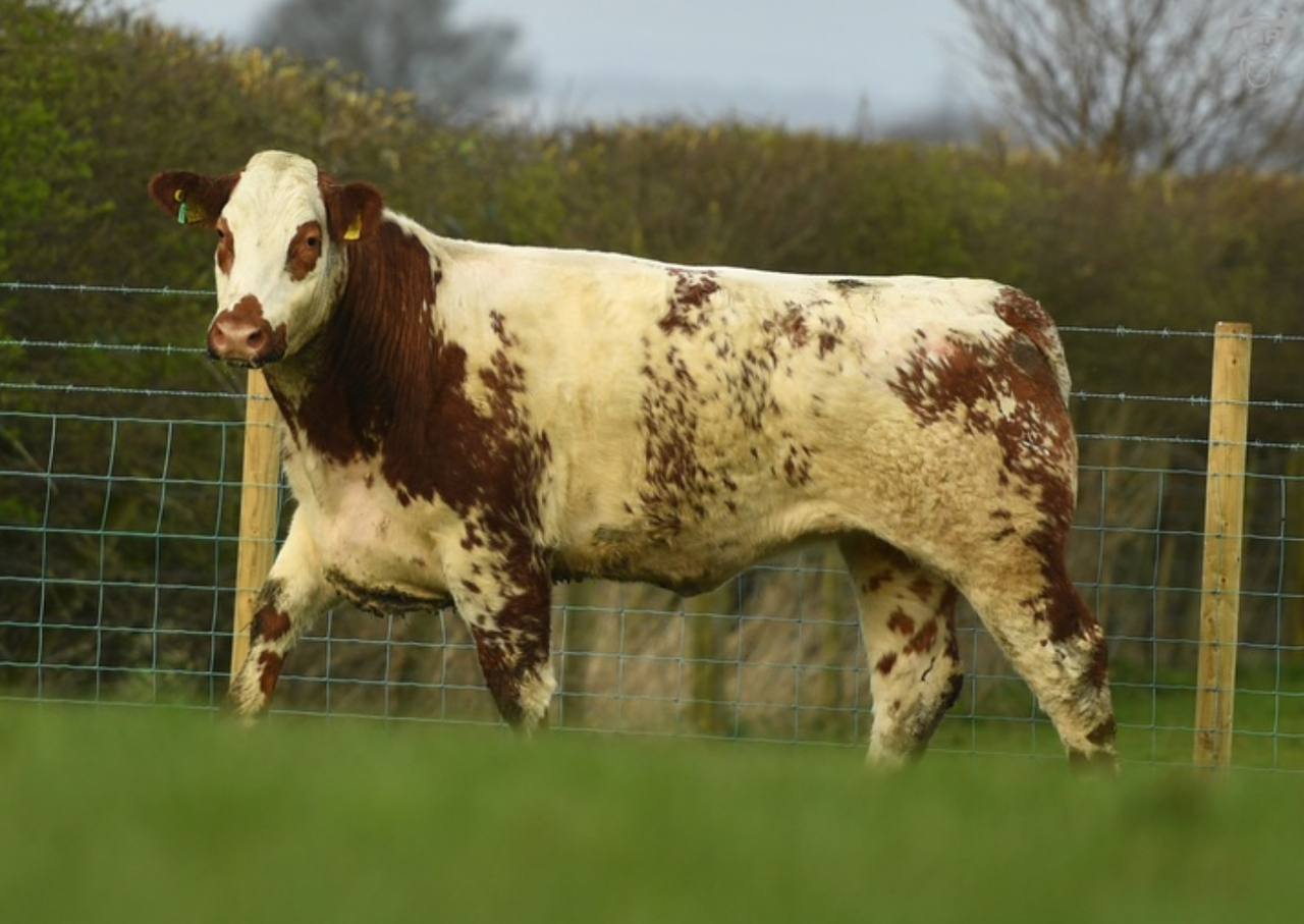 On-farm sale of over 200 in-calf heifers this Saturday