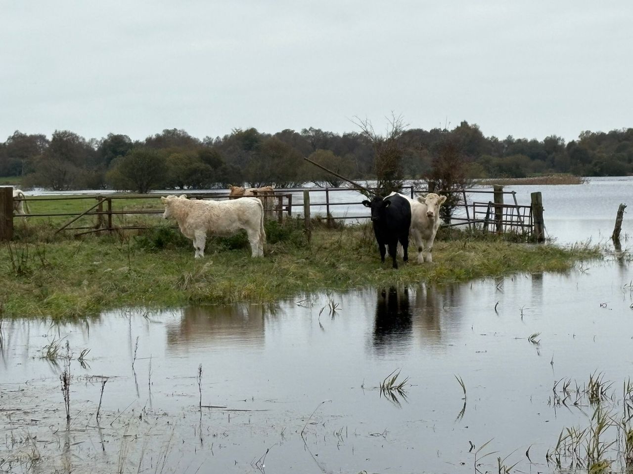 Cattle moved to safety after being 'marooned' on Shannon Callows