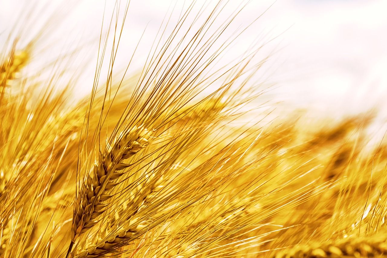 Tillage: Most winter barley crops are ready for the combine