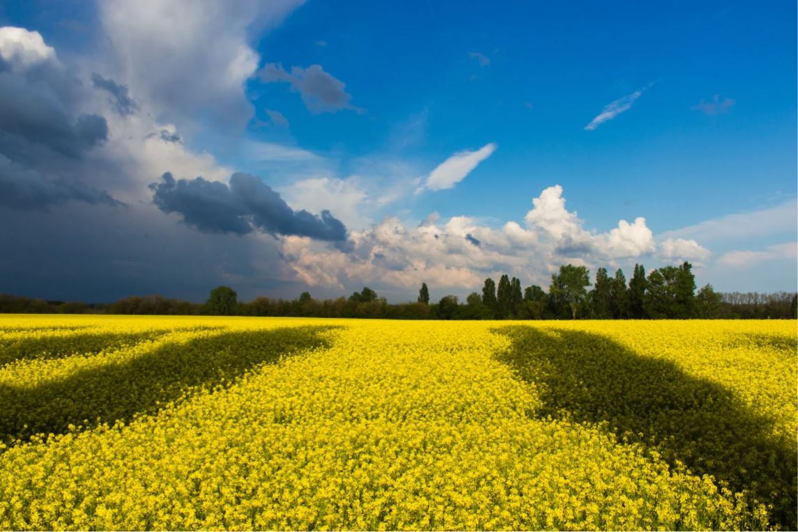 FAO: Agriculture is key to lasting peace and security