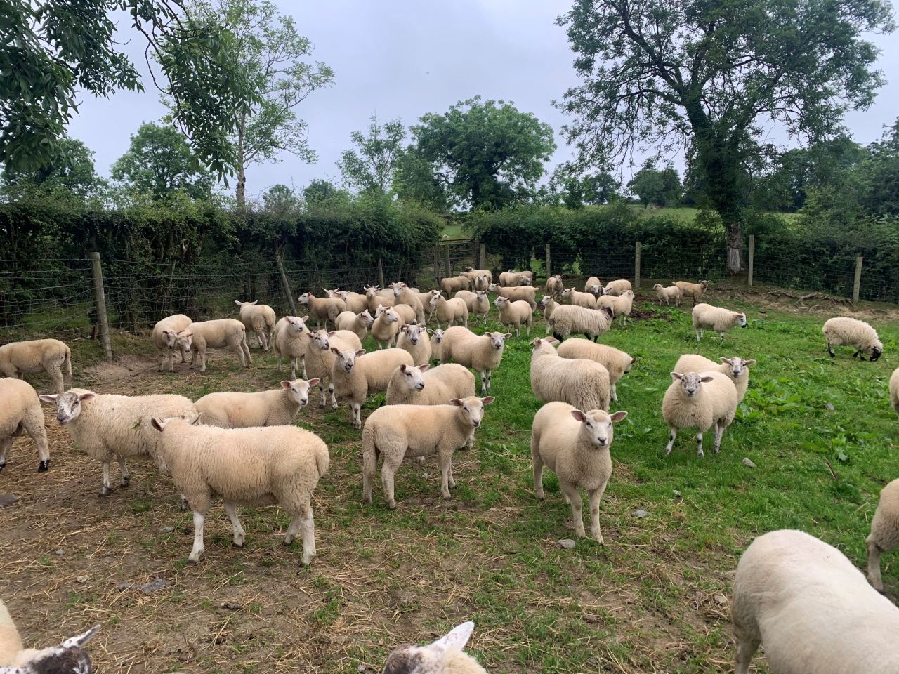 €20m Sheep Improvement Scheme opens for applications