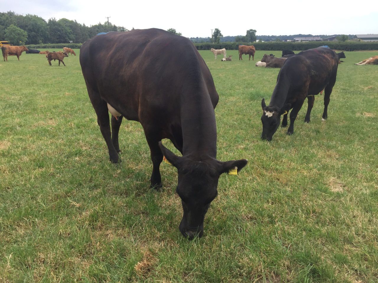 BEEF 2018: Is there scope to increase AI usage on suckler farms?