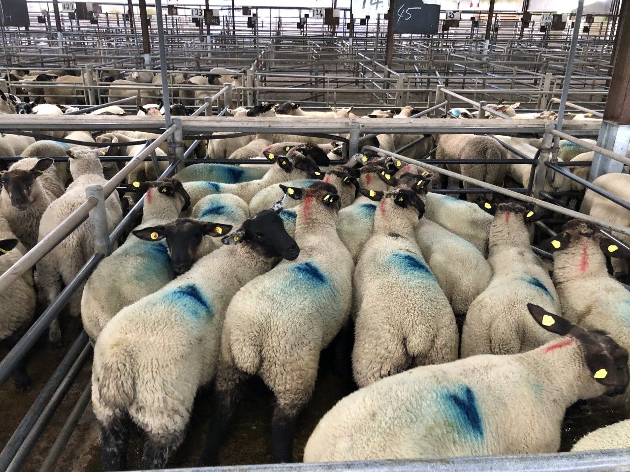 Sheep trade: Base quotes for lambs on the rise once again