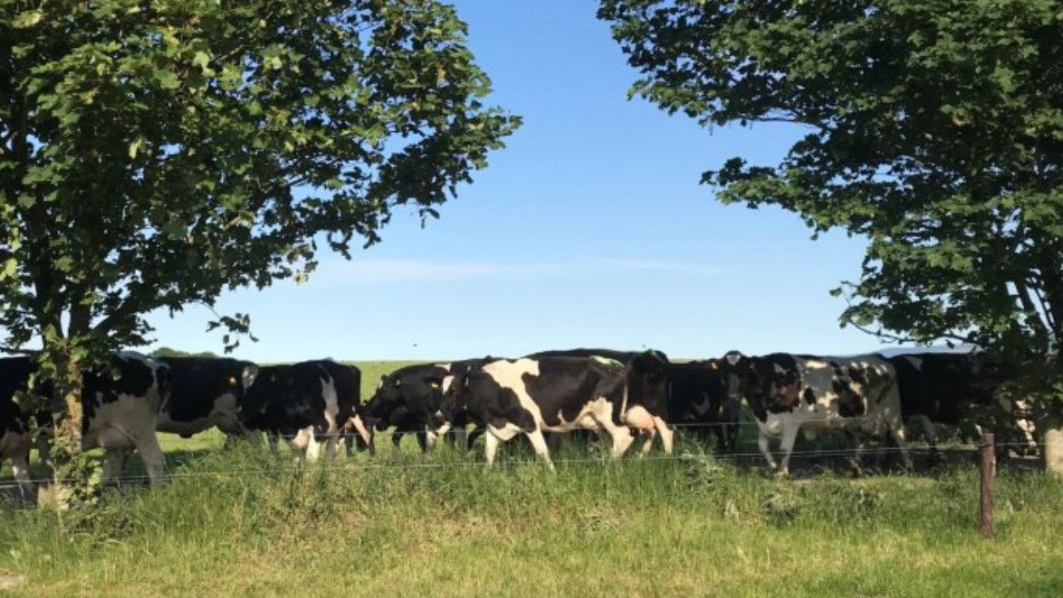 Glanbia peak-milk measures to remain until 2024