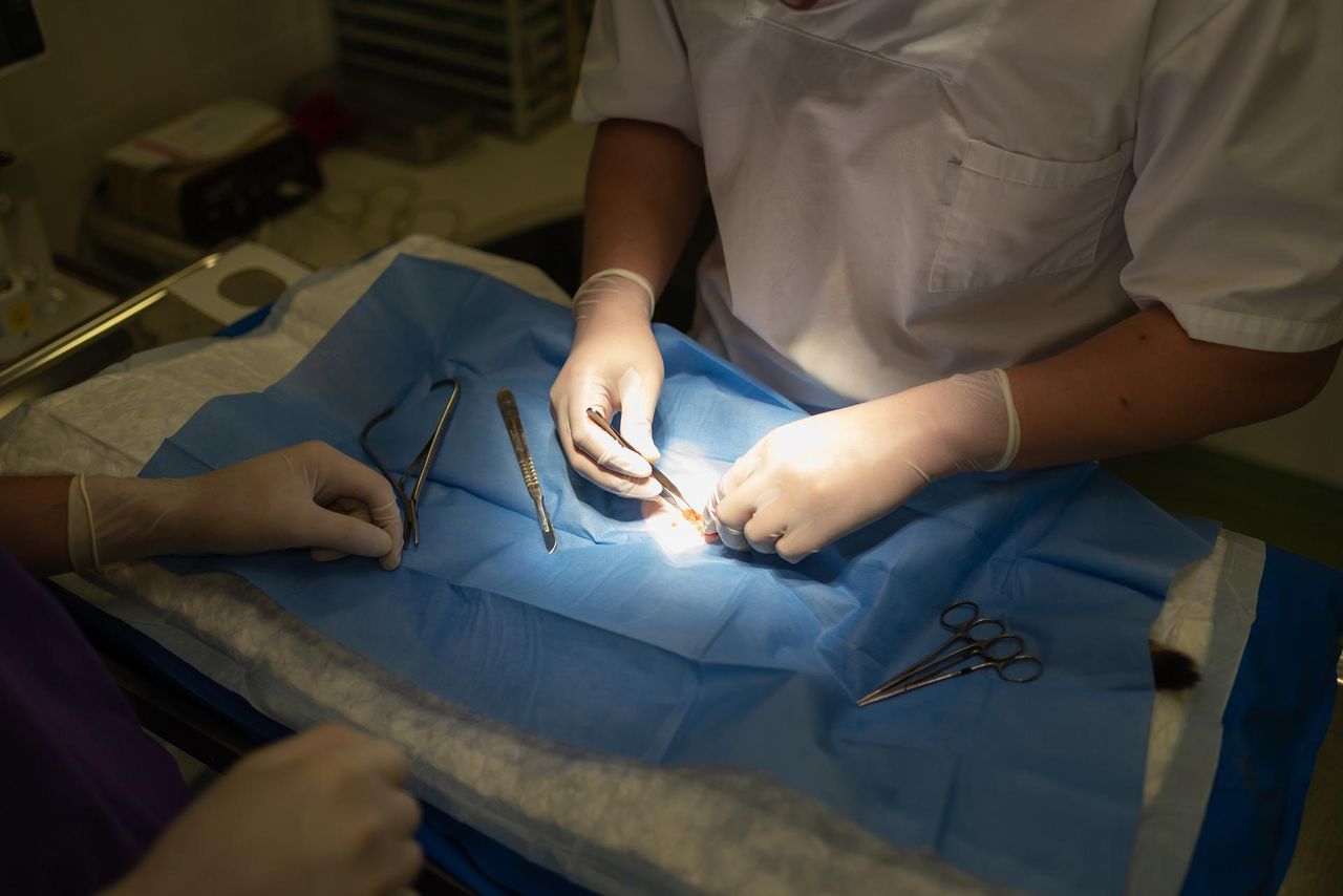 Irish vets to be allowed work in Australasia under new deal