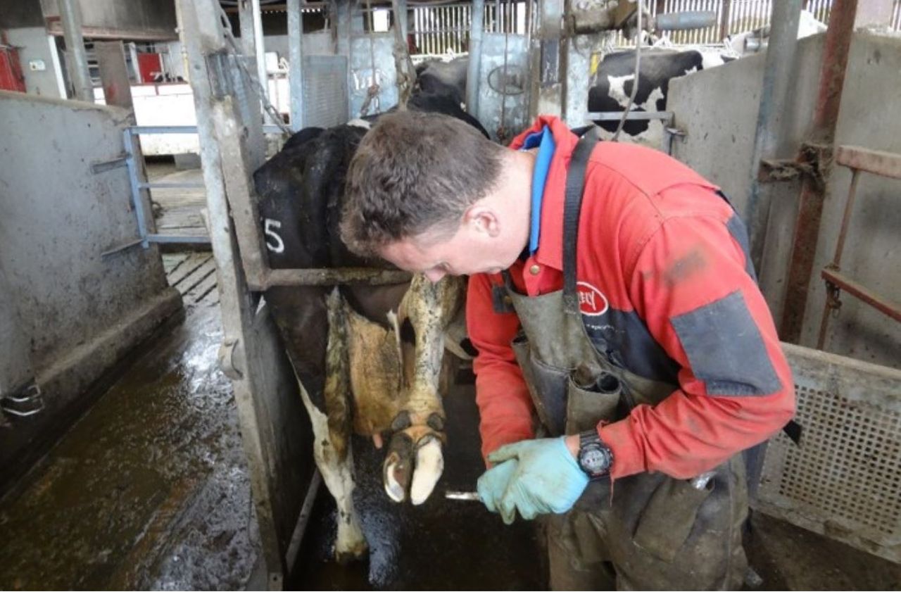 ICFTA launches Declan Kelly hoof-paring bursary