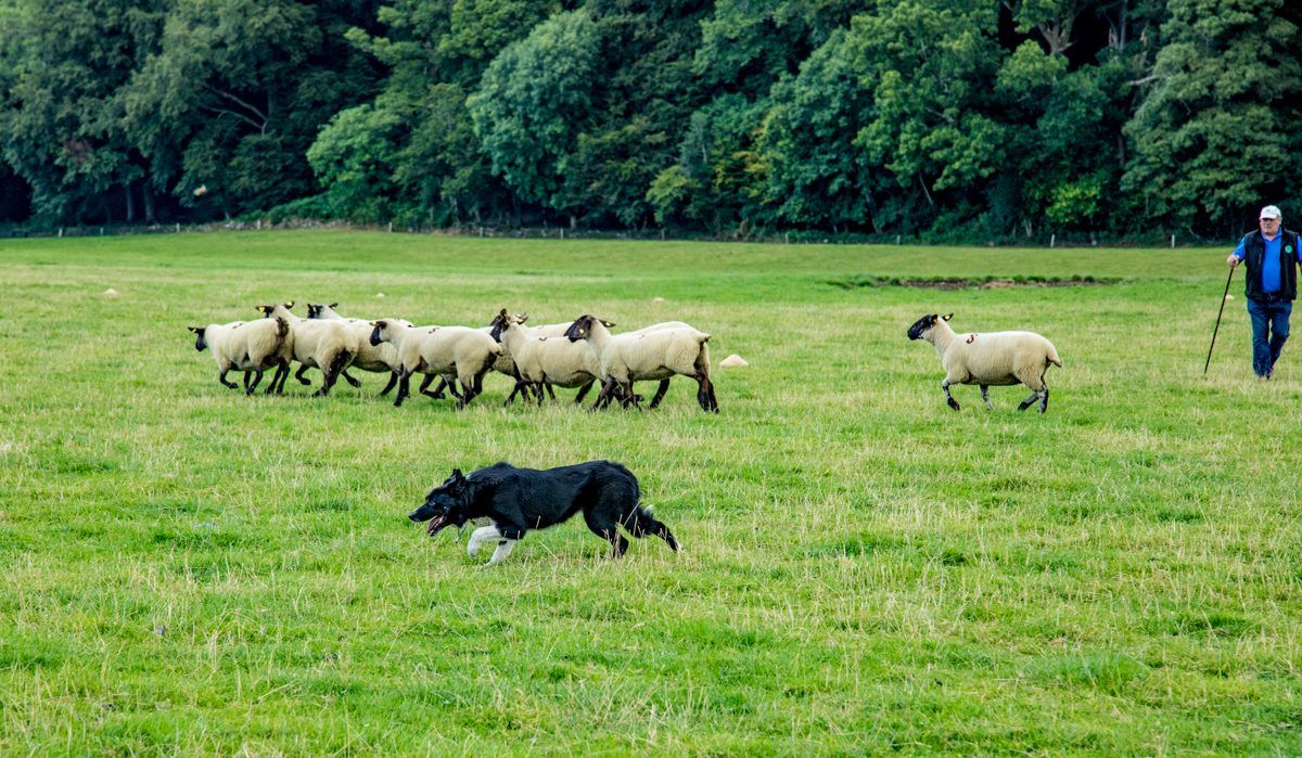 National sheep dog trials head west