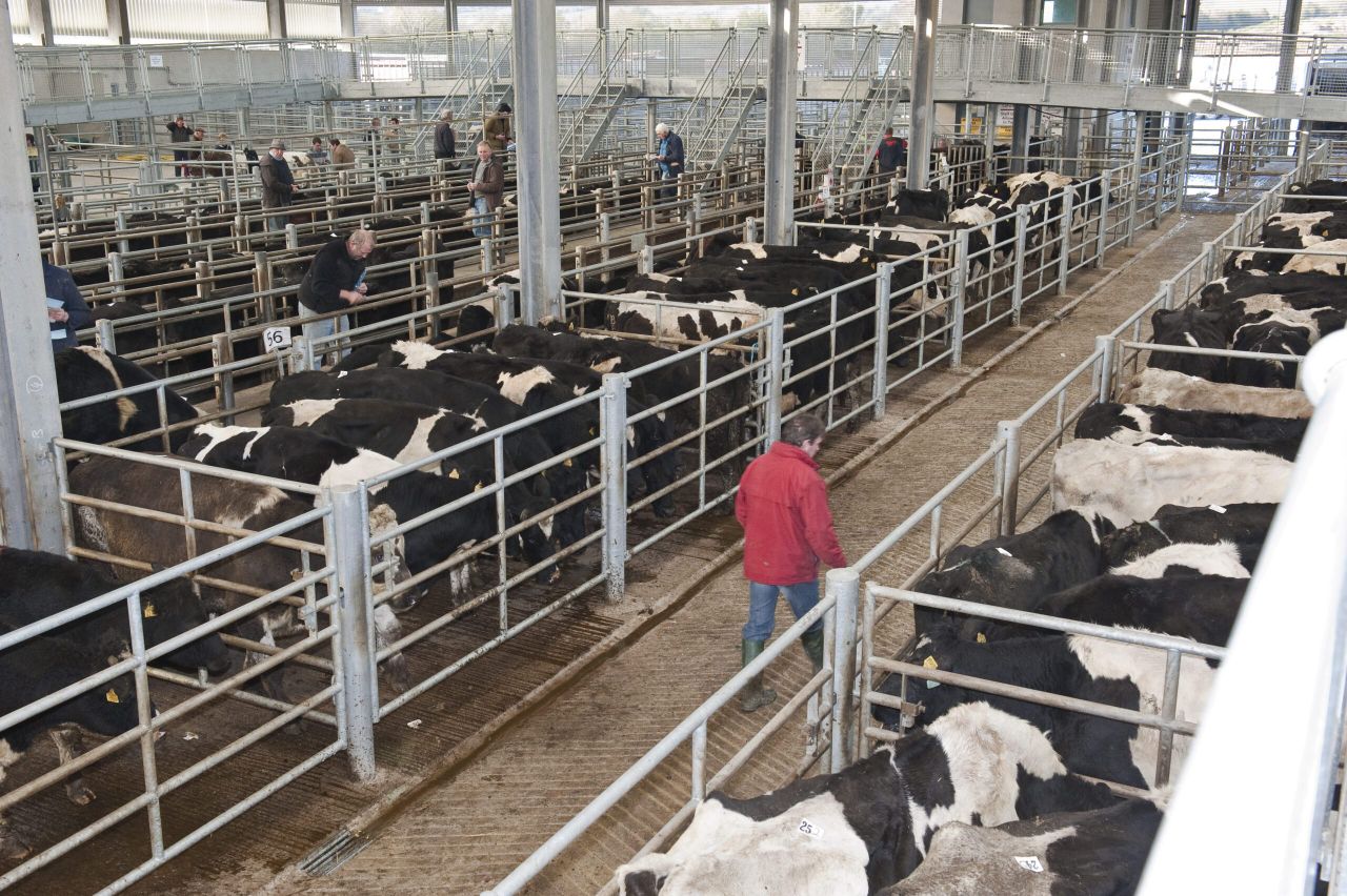 Ophelia sees more than 20 marts abandon Monday trading
