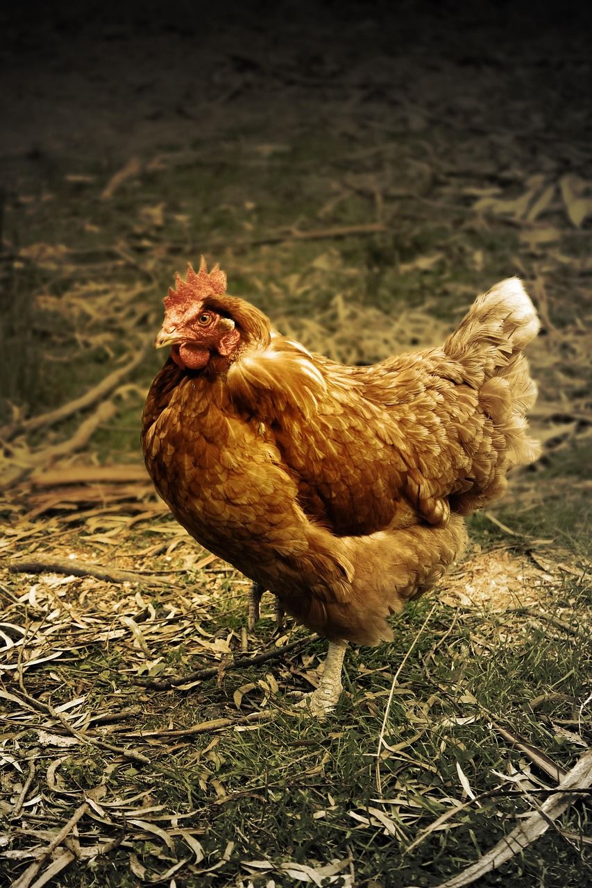 Minister Heydon welcomes negative bird flu results in Monaghan