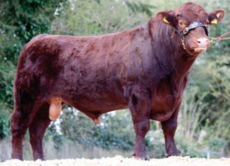 New panel of 15 Gene Ireland bulls launched by the ICBF