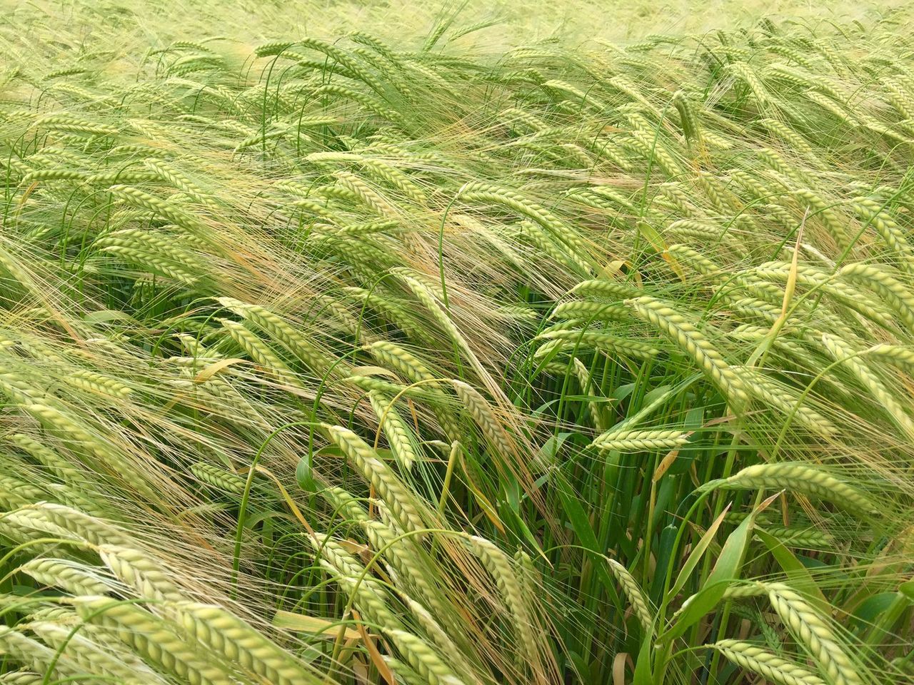 Turbulent times: Will the malting industry go the way of Irish-produced sugar?