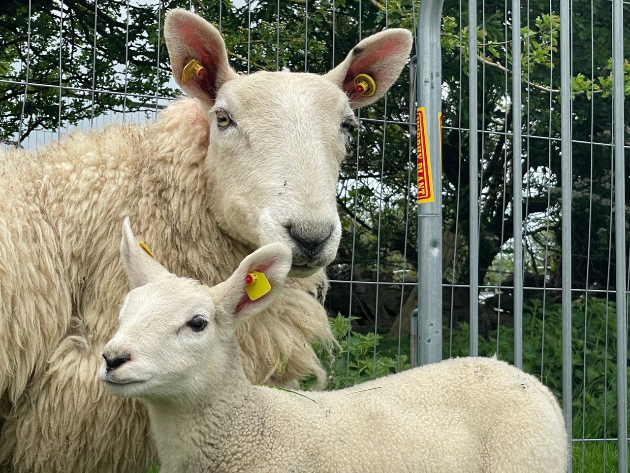 New breeding values for sheep aim to reduce emissions