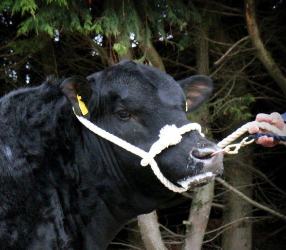 Saler and Angus bulls dominate the top 10 bulls for Replacement Index