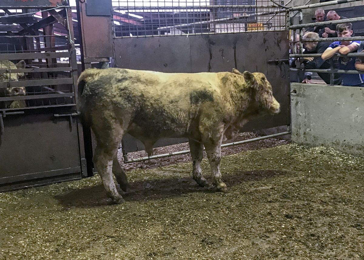 Contract to supply 12,000 bulls and steers to Algeria secured