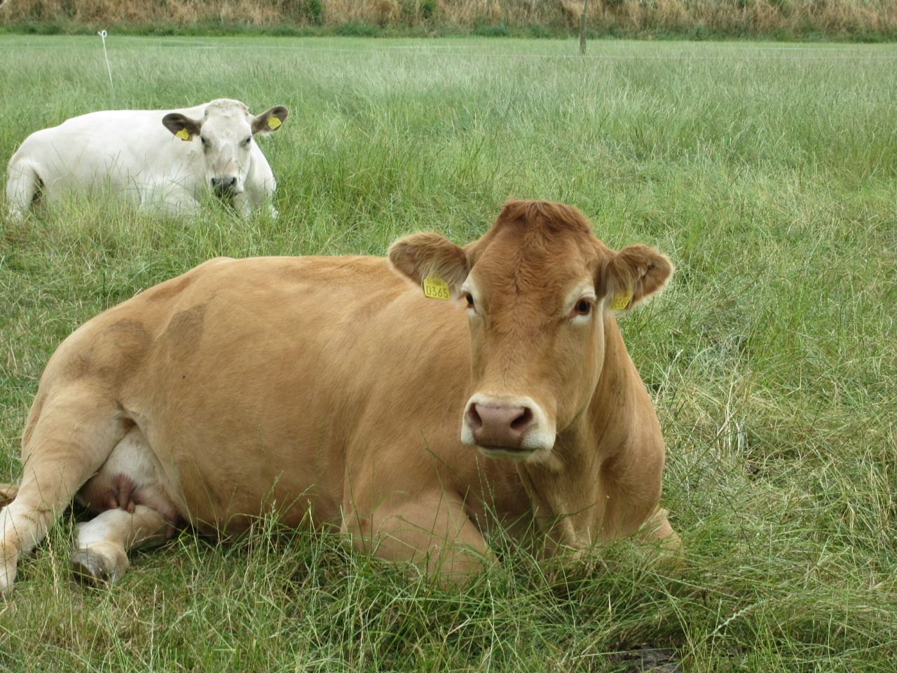 €3/head beef quality assurance bonus contemptible - ICSA