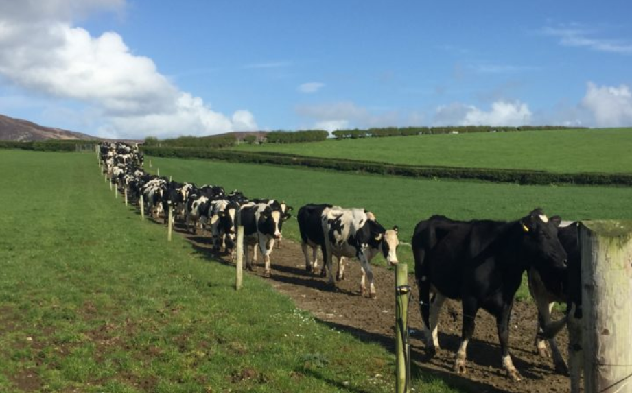 Letter to the editor: Irish farming needs a 'net carbon footprint'
