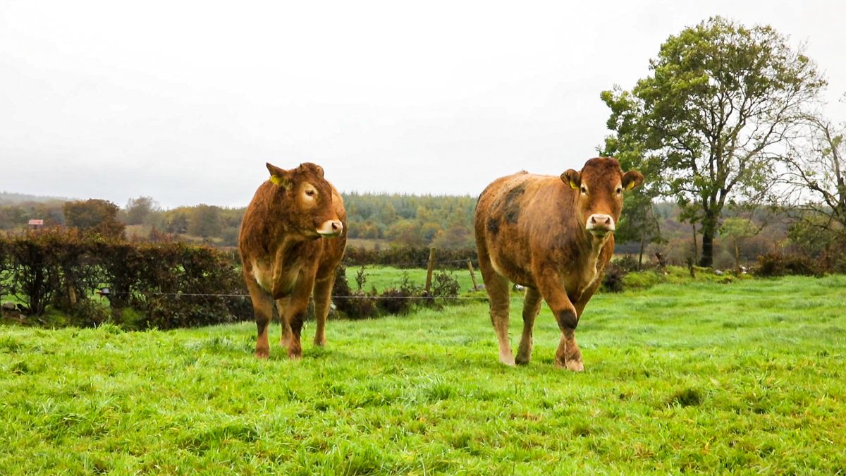 Irish Limousin Cattle Society elects new president