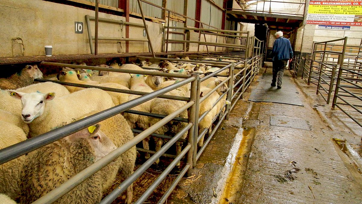 Lamb prices bounce back by €3-5/head at marts