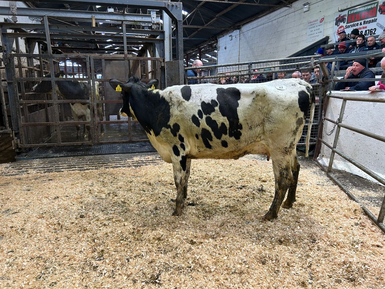 Yamaska daughter claims top price at Taaffe Auctions sale